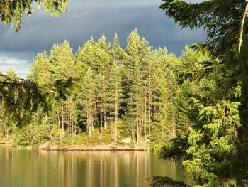 Scenic view of lake by trees in forest