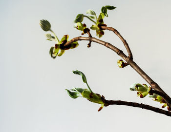 Low angle view of plant against clear sky