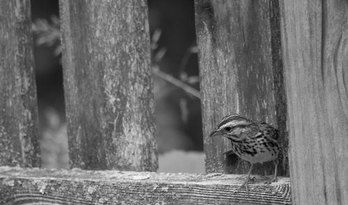 Close-up of bird on a fence