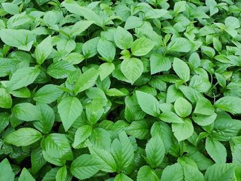 Full frame shot of green leaves