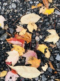 High angle view of maple leaves on road