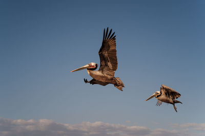 Low angle view of eagle flying against clear sky