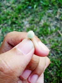 Close-up of hand holding leaf