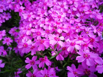 Close-up of pink flowering plants