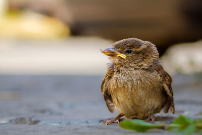 Close-up of bird perching on retaining wall