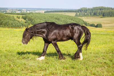 Horse grazing in a field