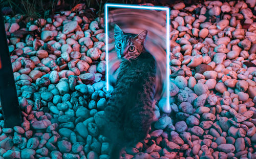 High angle view portrait of cat on pebbles