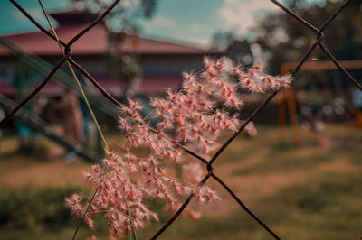 Close-up of pink cherry blossoms in spring