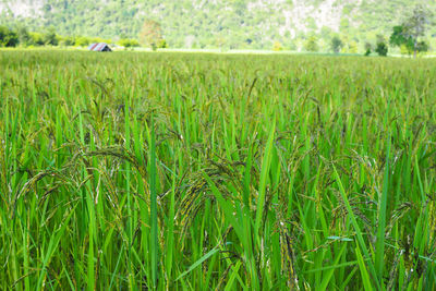 Crops growing on field