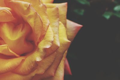 Close-up of hand holding rose