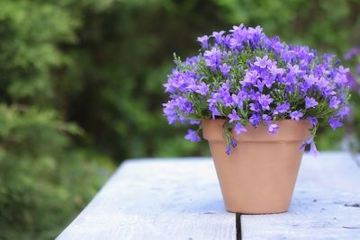 Close-up of purple flower pot on table