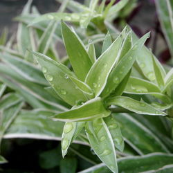 Close-up of wet plant leaves