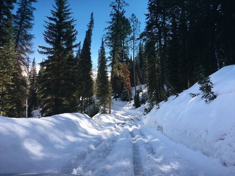 TREES IN SNOW