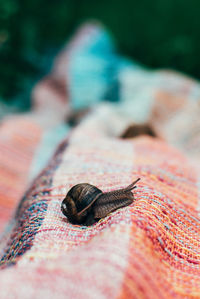 Close-up of snail on fabric