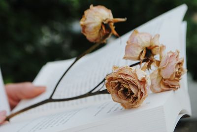 Close-up of hand holding flower bouquet