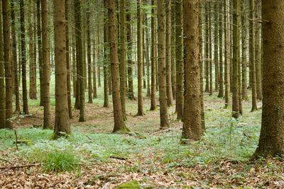 Pine trees in forest