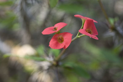 Close-up of red flower blooming outdoors