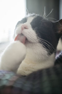 Close-up of cat at home