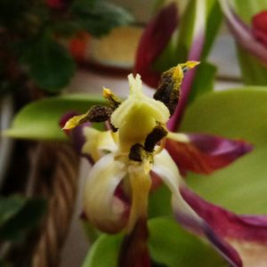 Close-up of fresh day lily blooming outdoors