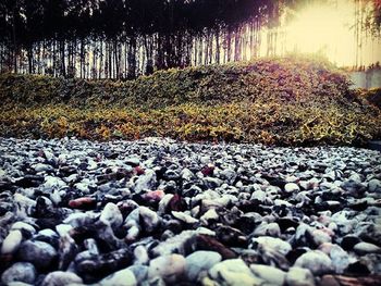 Stones on ground