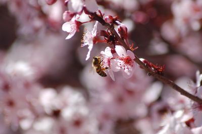 Close-up of bee pollinating flower