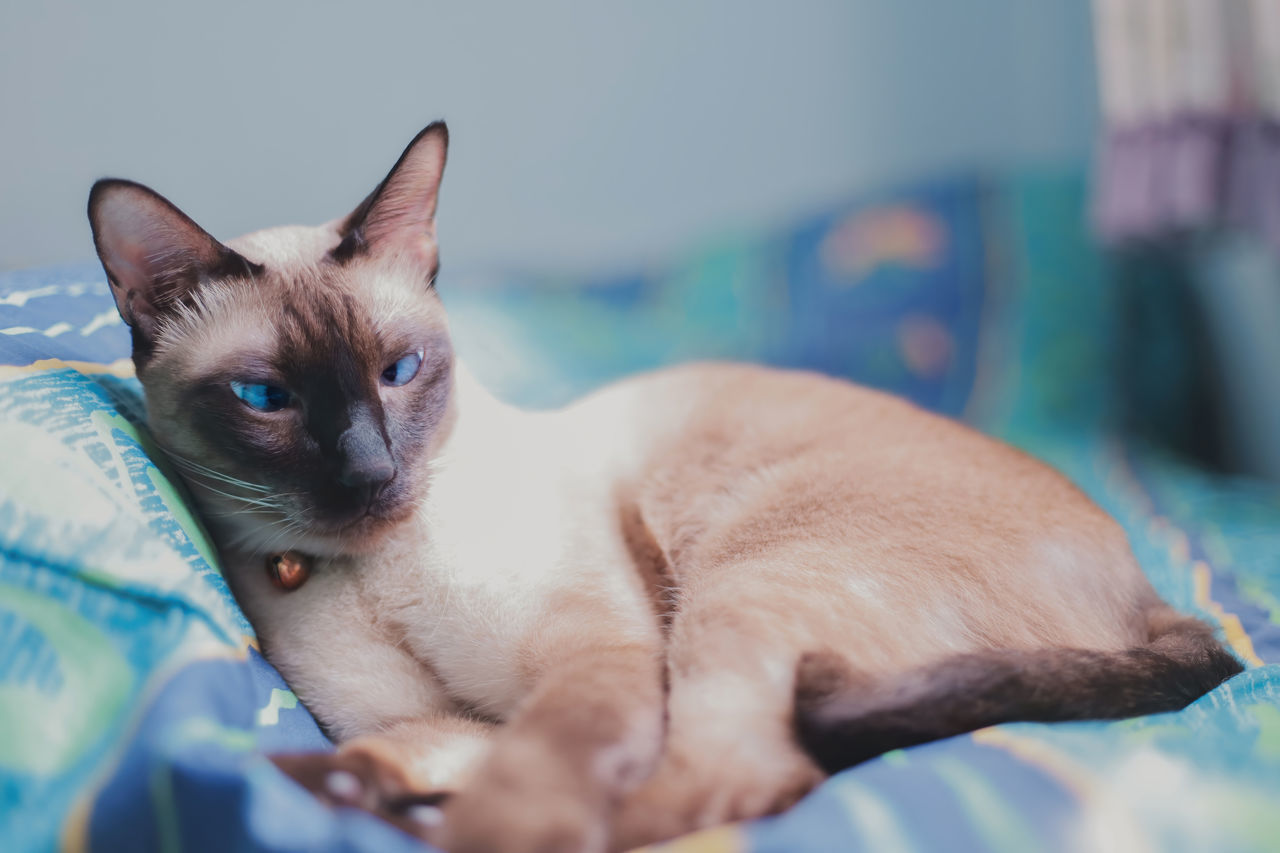 CLOSE-UP PORTRAIT OF A CAT