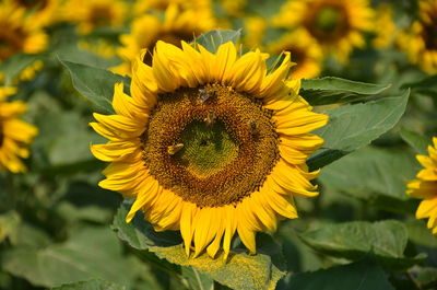 Close-up of sunflower