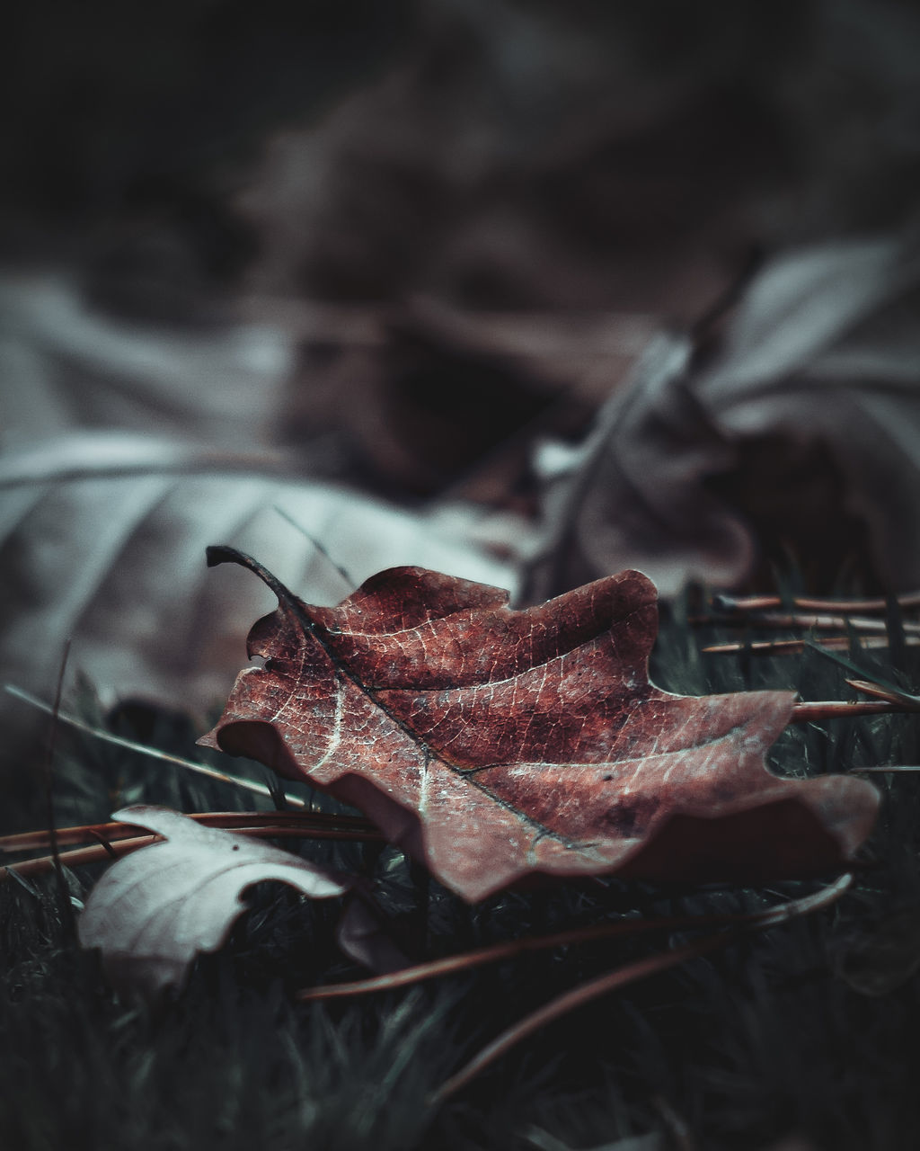 CLOSE-UP OF DRIED AUTUMN LEAF