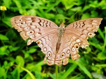 Close-up of butterfly on plant