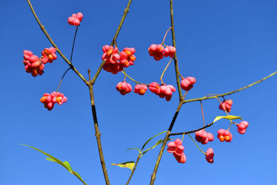 Low angle view of red berries against blue sky