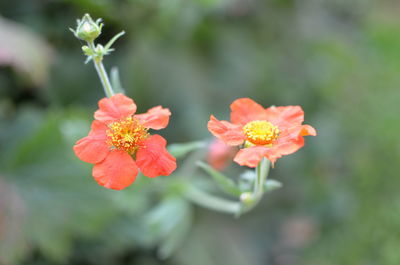 Close-up of red flowers growing outdoors