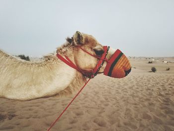 Horse on sand dune in desert against clear sky