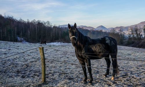 Horse on field in winter