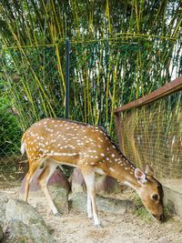 Deer standing in a field