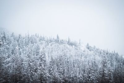 Pine trees in forest during winter against sky