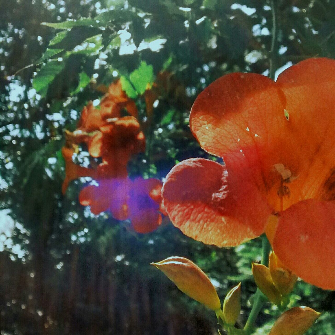 growth, tree, orange color, leaf, nature, beauty in nature, branch, focus on foreground, close-up, autumn, plant, tranquility, red, outdoors, season, change, day, no people, freshness, fragility