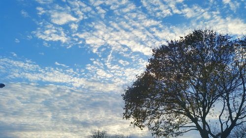 Low angle view of tree against sky