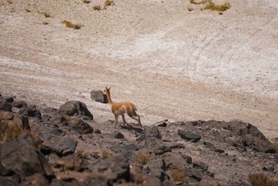 National park in san pedro de atacama