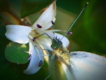 Close-up of white flowers