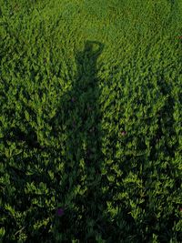 Plants growing on grassy field