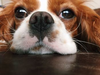 Close-up portrait of dog