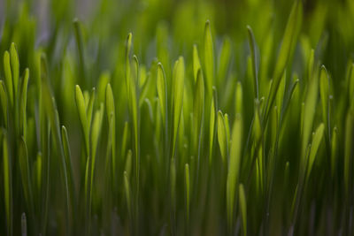 Green grass close up. abstract nature background. wheat green sprouts.