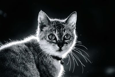 Close-up portrait of cat by black background