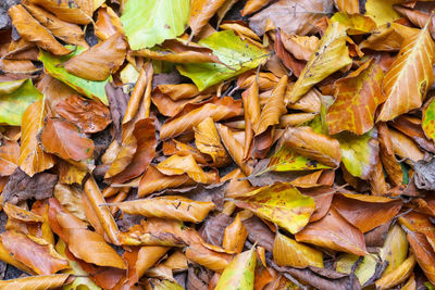 Full frame shot of dry leaves