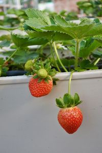 Close-up of strawberries