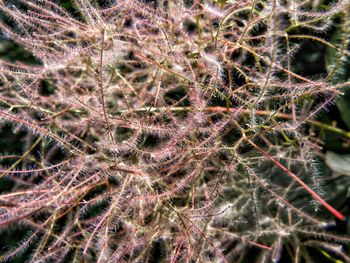 Close-up of spider web