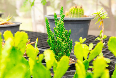 Close-up of potted plant