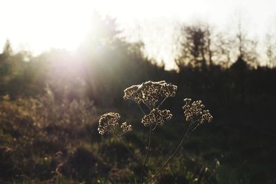 Close-up of wilted flower on field against sky