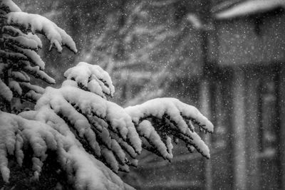 Close-up tree during winter