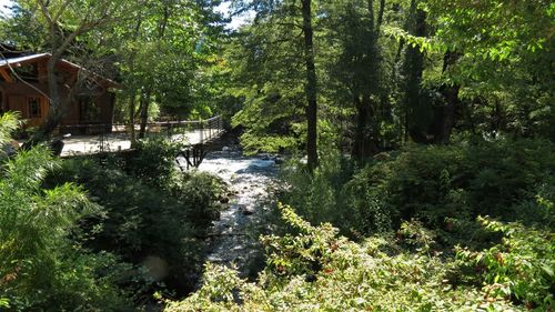 Scenic view of trees